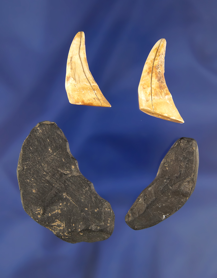 Set of 4 Ft. Ancient artifacts, 2 are teeth, 2 are Cannel Coal. Largest is 2 1/16" - Greenup Co., Ke