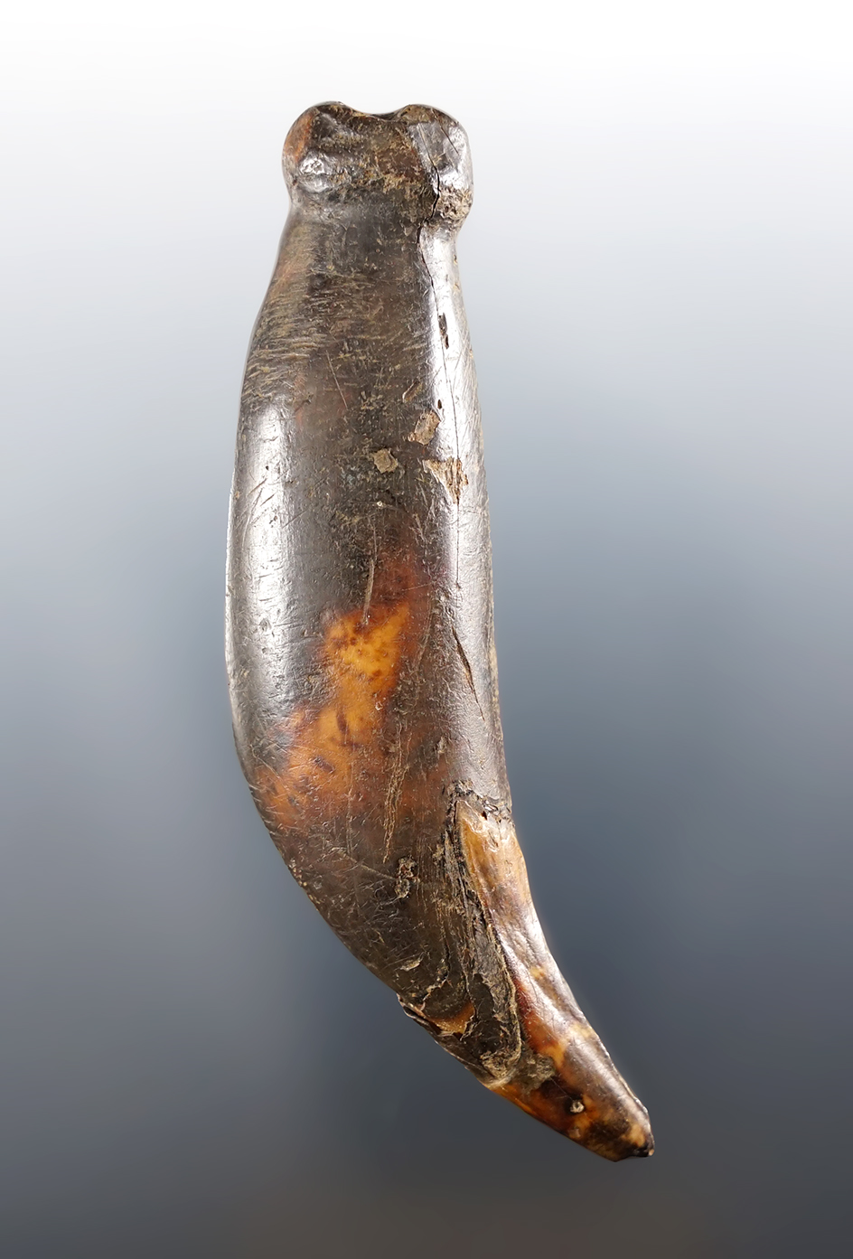 Large 3 5/8" carved fossilized bear tooth fashioned for suspension. Found in Alaska.