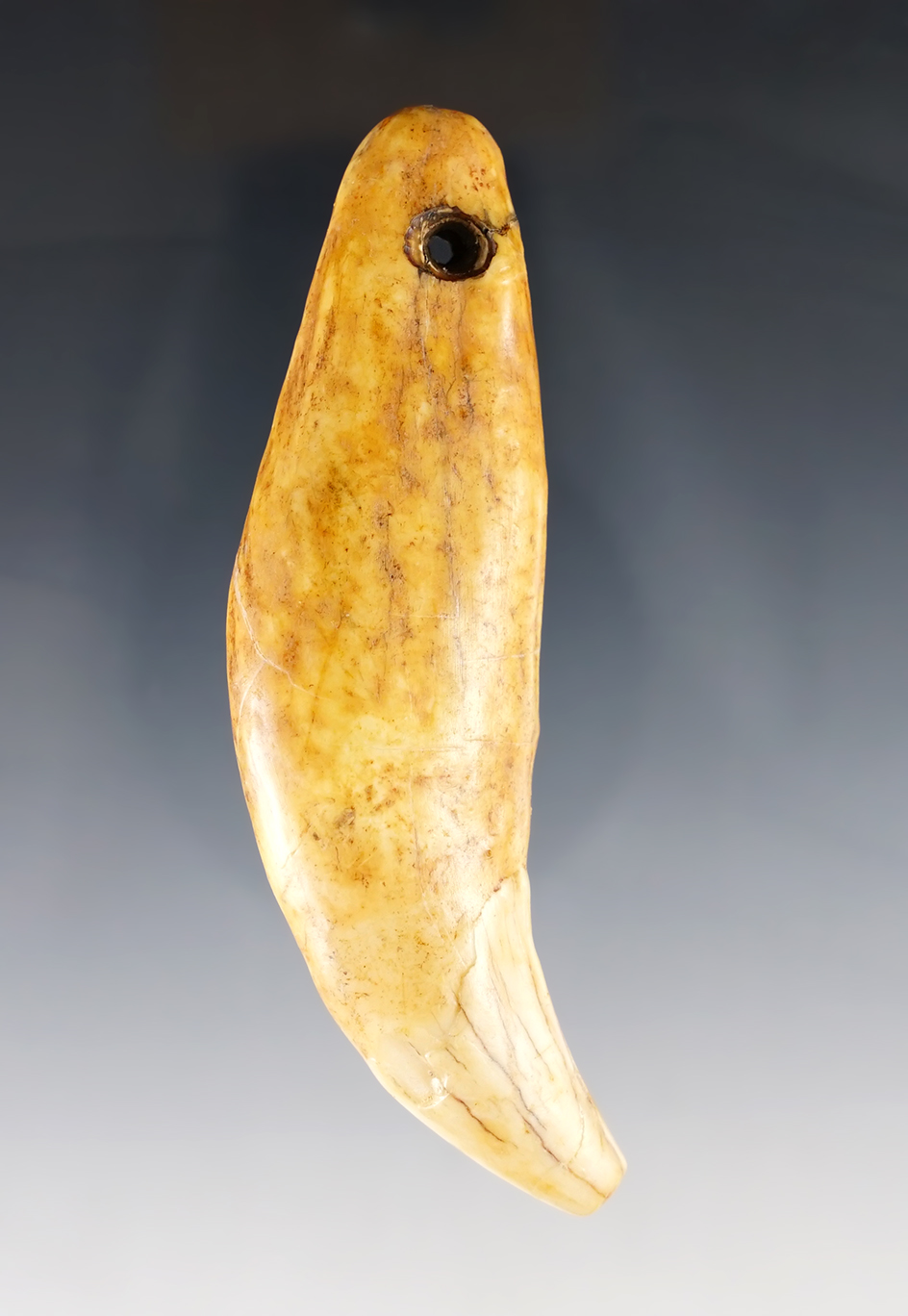 Drilled 3 5/16" Cave Bear Tooth from the Ural Mountains in Russia. 