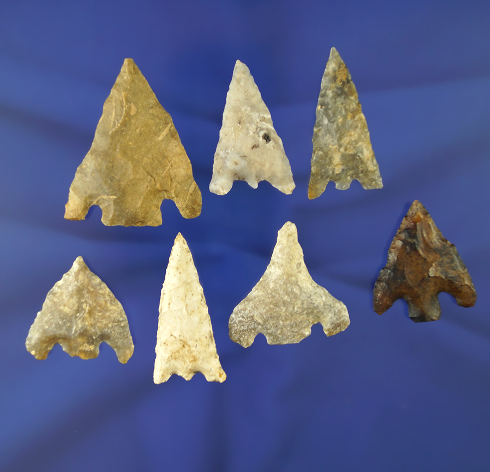 Set of seven assorted arrowheads found in Florida, largest is 1 7/8".