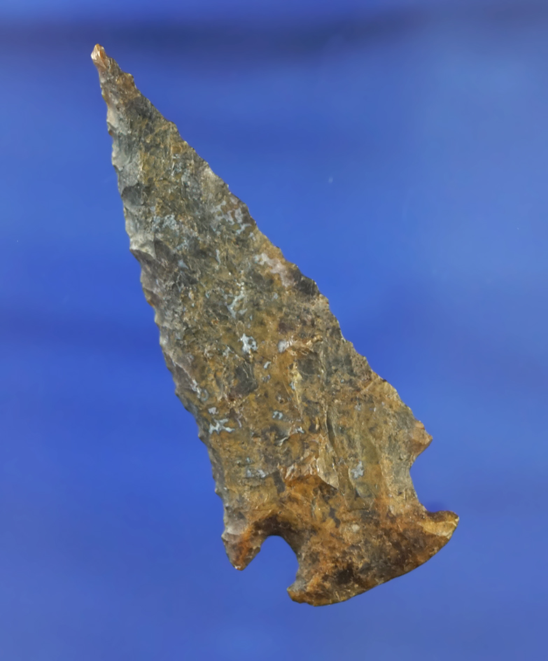 Heavily patinated and steeply beveled 2 5/16" Bolen found in northern Florida.