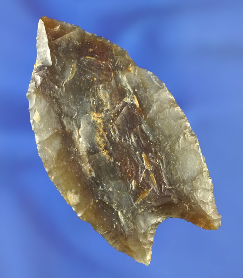 Rare Paleo! Simply incredible 2 11/16" Paleo fluted Clovis - translucent silicified wood - S. Dakota