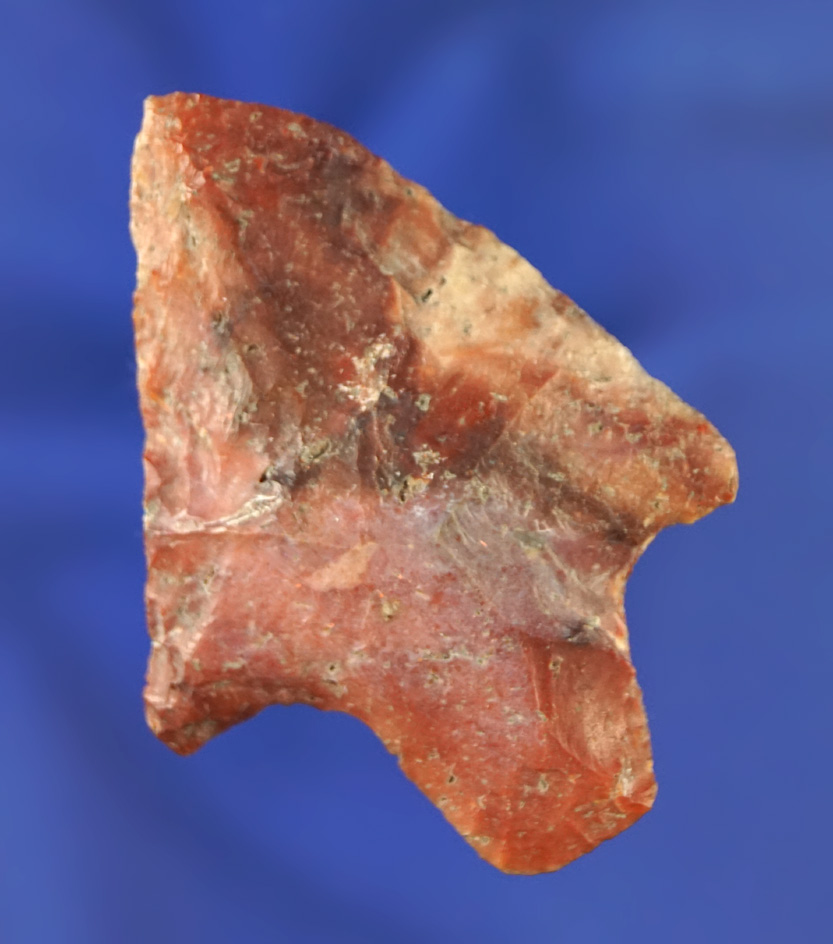 2 1/4" Newnan found in the Pasco/Pinellas Co.,  Florida area. Pictured in Who's Who number 10