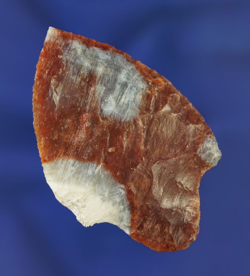 Beautiful Multi-colored 2 5/16" Cypress Creek - Pasco/Pinellas Co.,  Florida area. Pic in WW 10