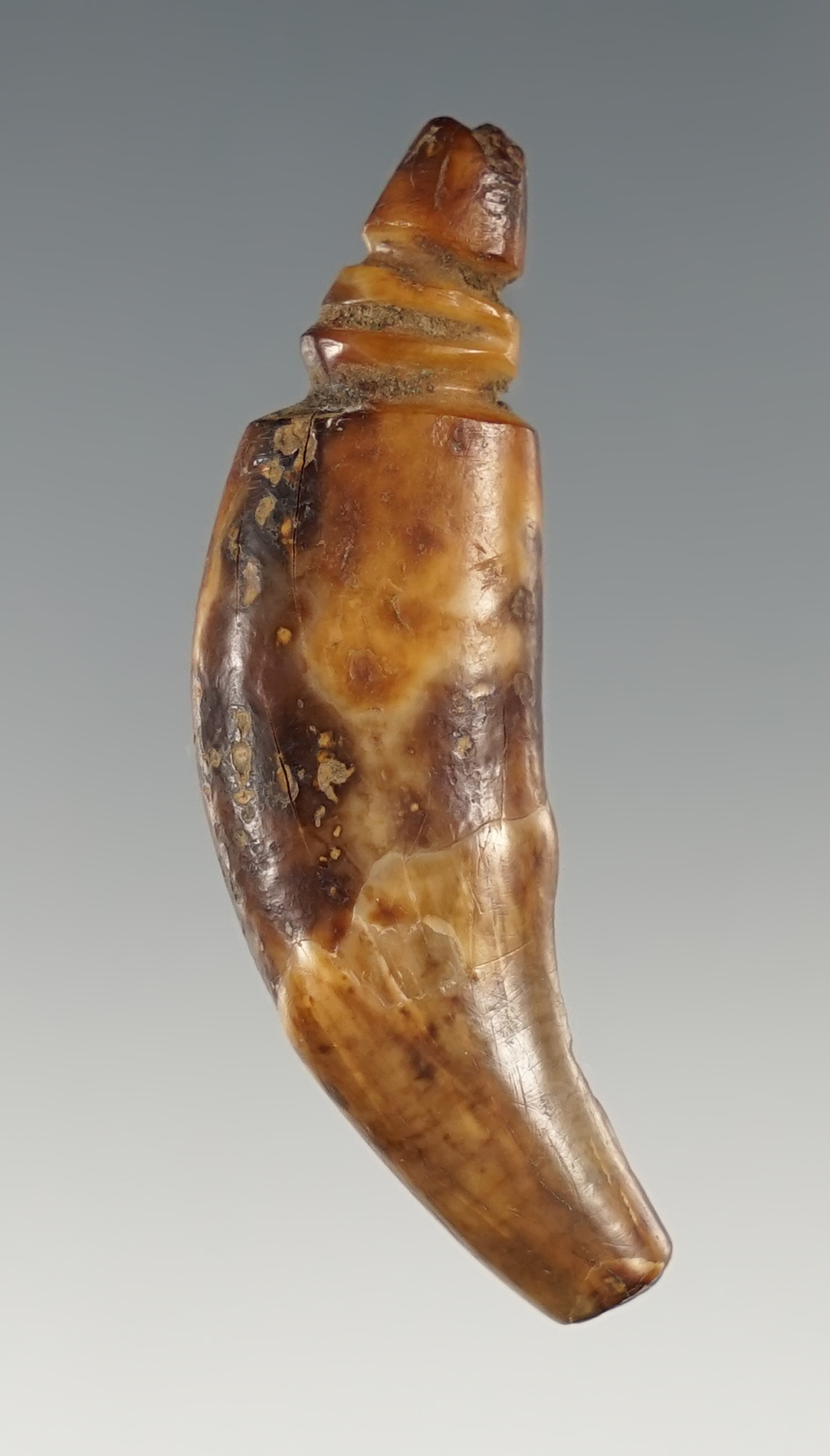 Rare 1 15/16" Double Grooved Eskimo Tooth Pendant found in Alaska.
