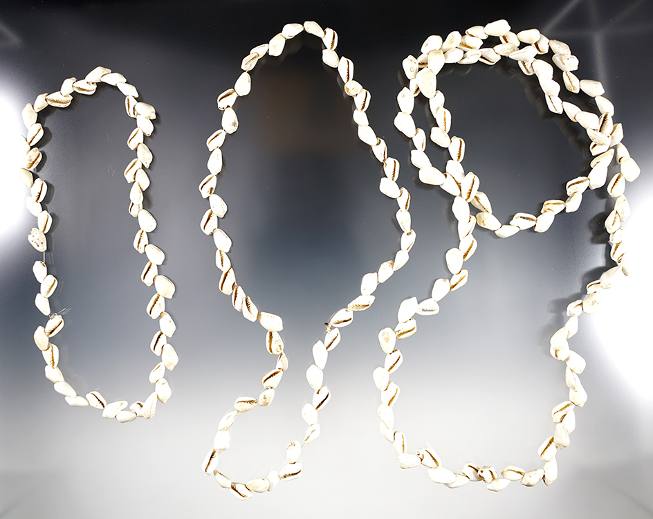 Group of three strands of drilled snail shell bead found in Virginia. 12", 18", 28".