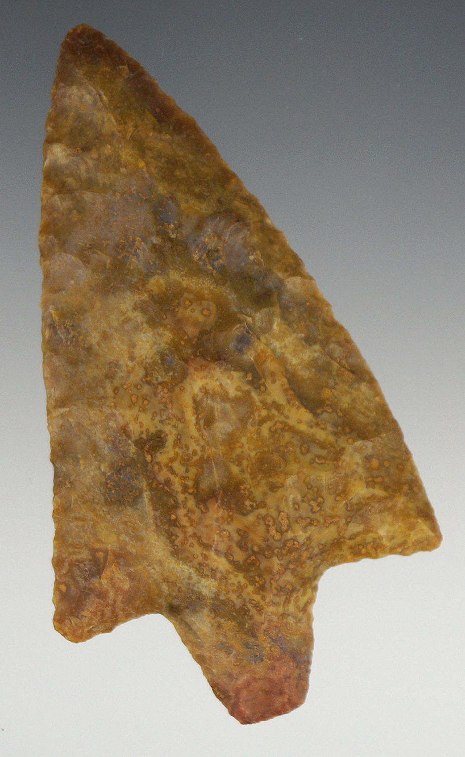 3 1/16" Classic style Newnan made from attractive material found in Florida.