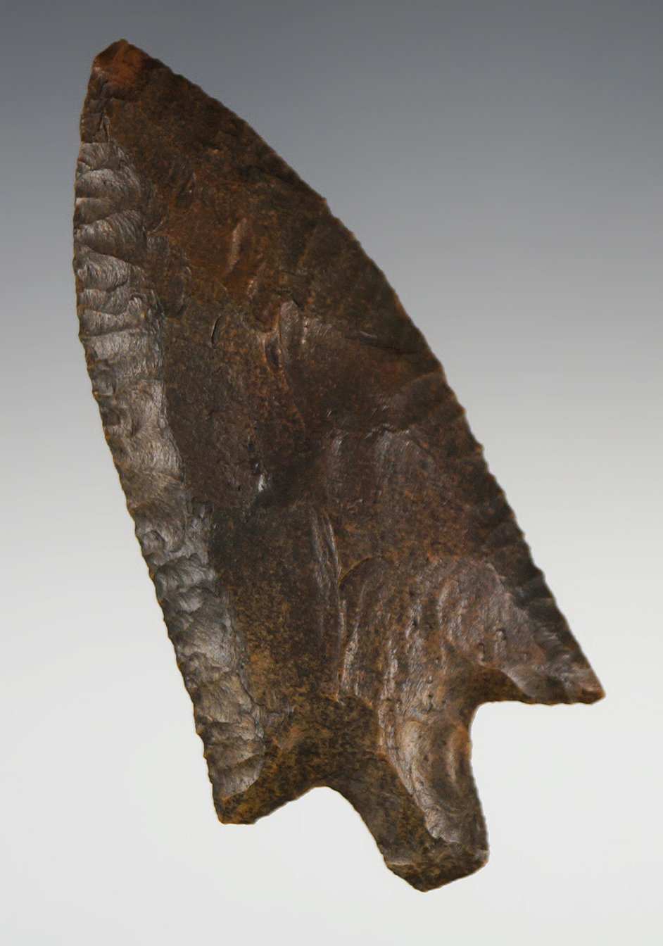 Excellent flaking and style on this beautiful 3 5/8" Newnan Point found in Florida.