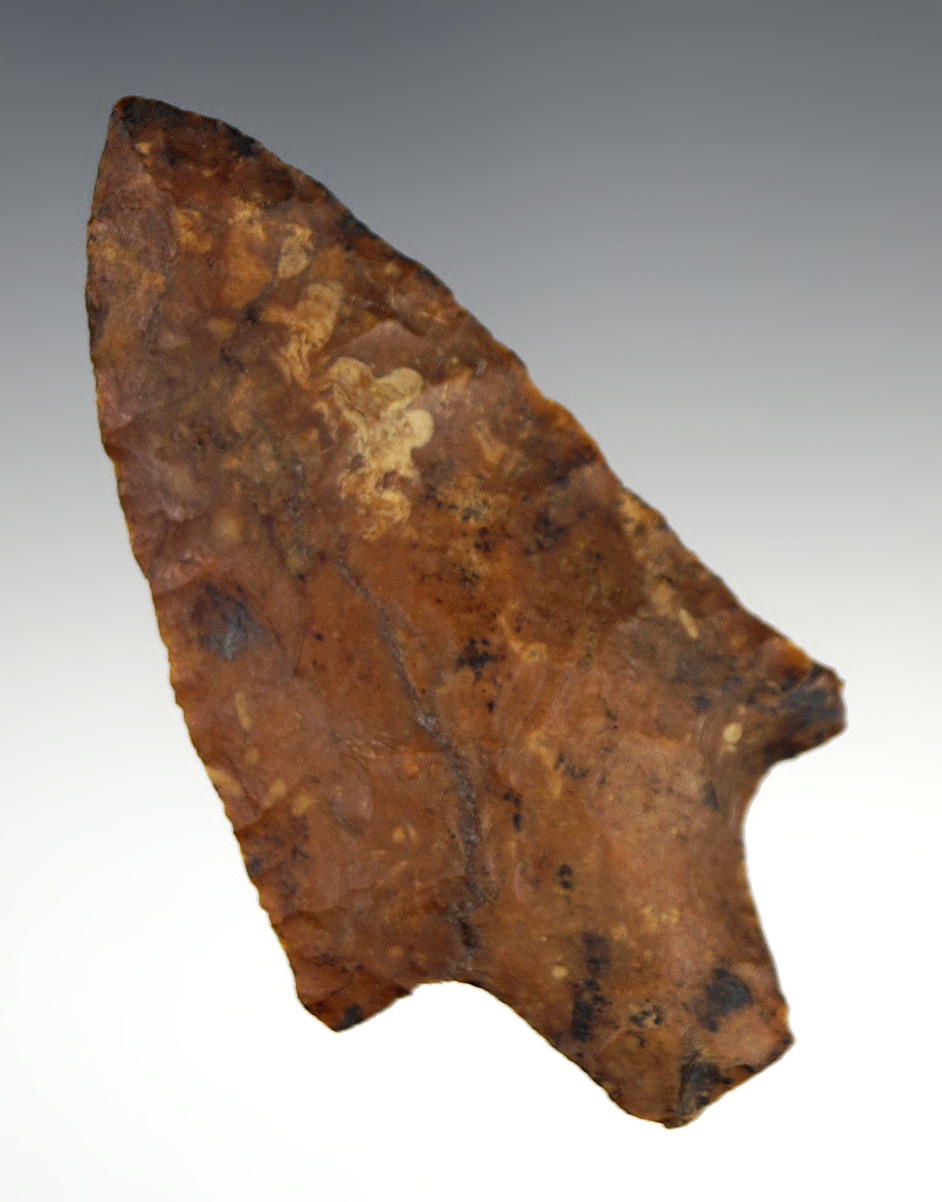 3 1/2" beautiful Newnan - Coastal Plains River stained Chert - South Georgia.  Dickey COA.