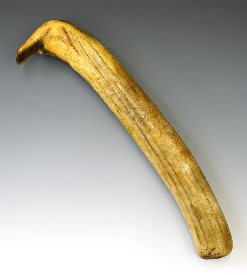 15 1/2" Long Elk Horn Hide Scraper-Nez Perce. Ex. Tom Noakes Collection. Davis COA.