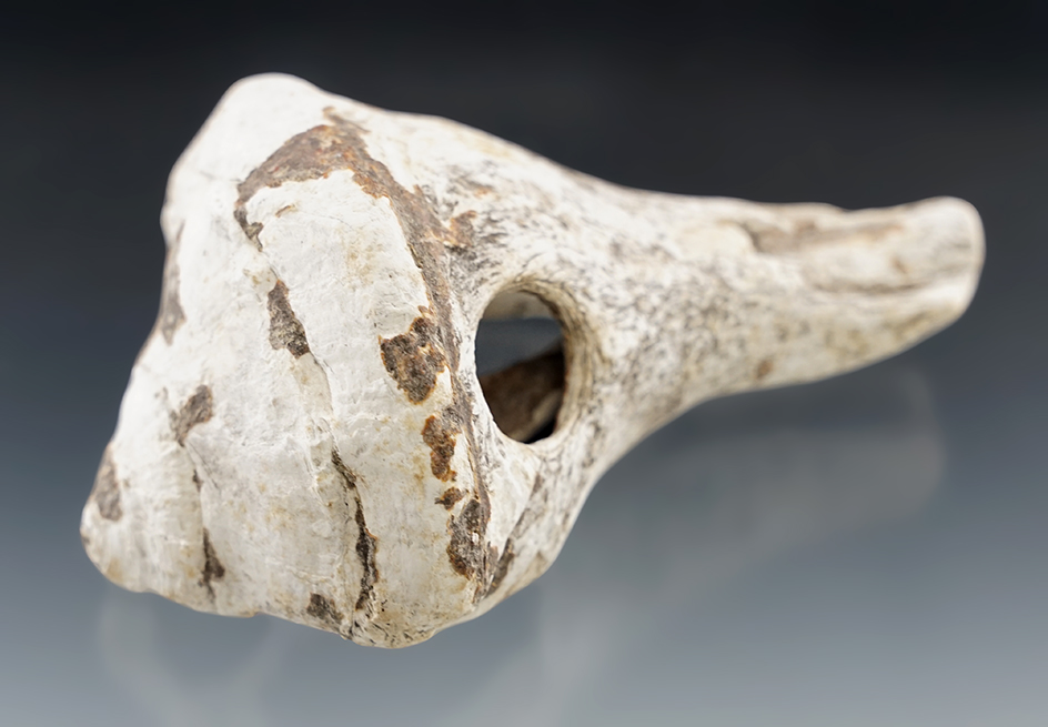 5 3/8" long conch shell drilled club or hammer found at Lone Pine Mound, Ruskin, Florida.