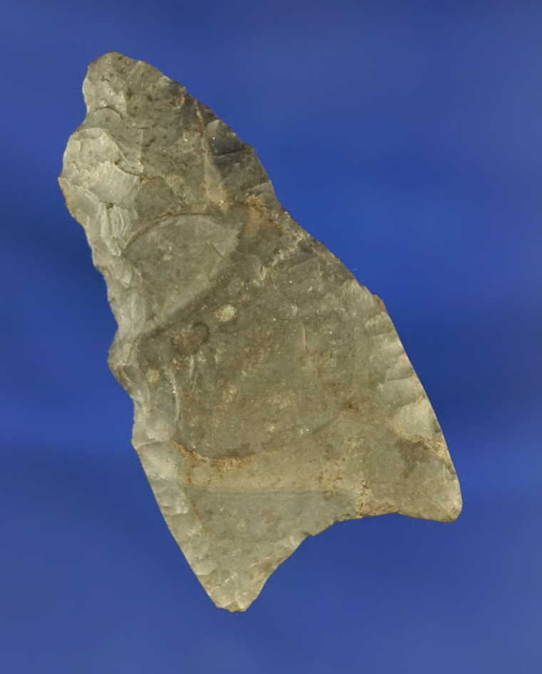 2" Paleo Fluted Clovis found in Cook Co.,  Illinois. Comes with a Maury Meadows COA.