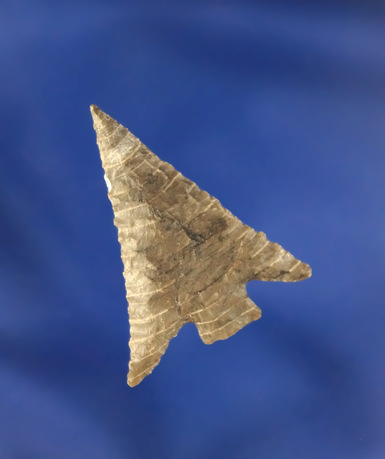 1 1/16" Columbia Plateau - Petrified Wood found near the  Palouse River, Whitman County Washington