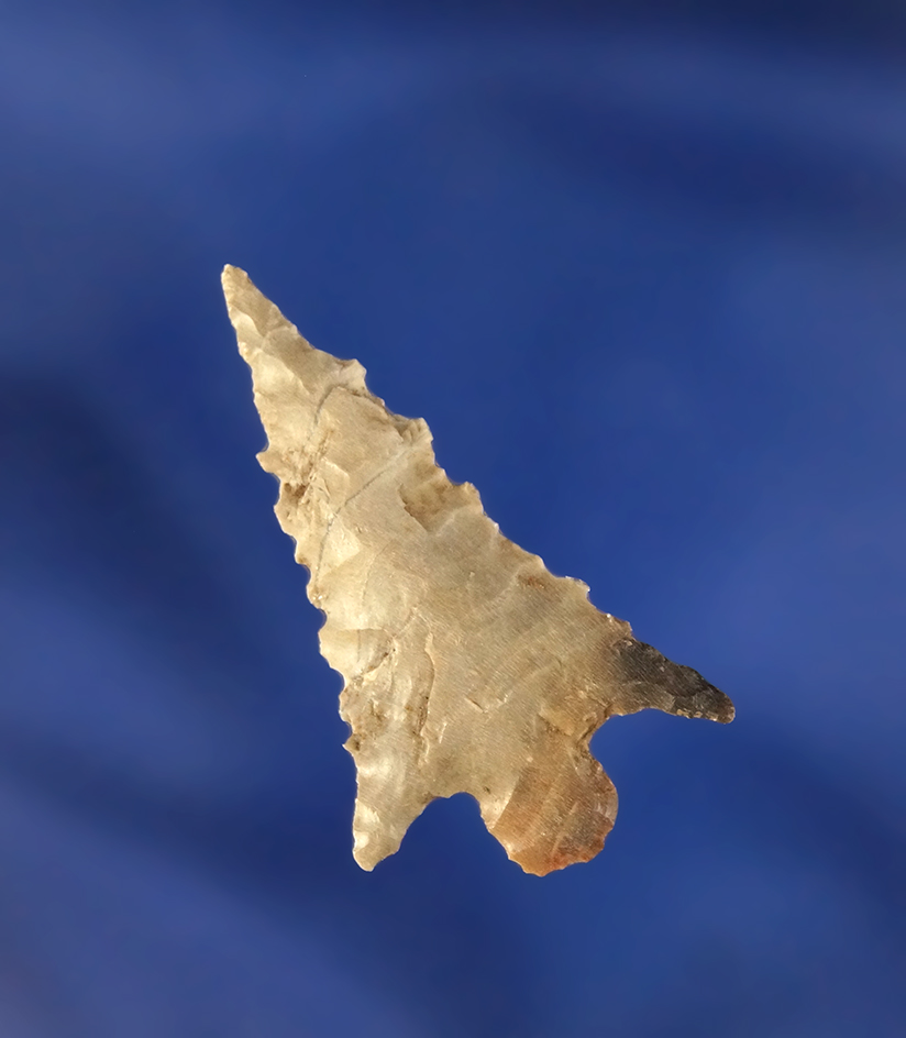 1 1/4" with nicely serrated edges found near the Columbia River, Washington.