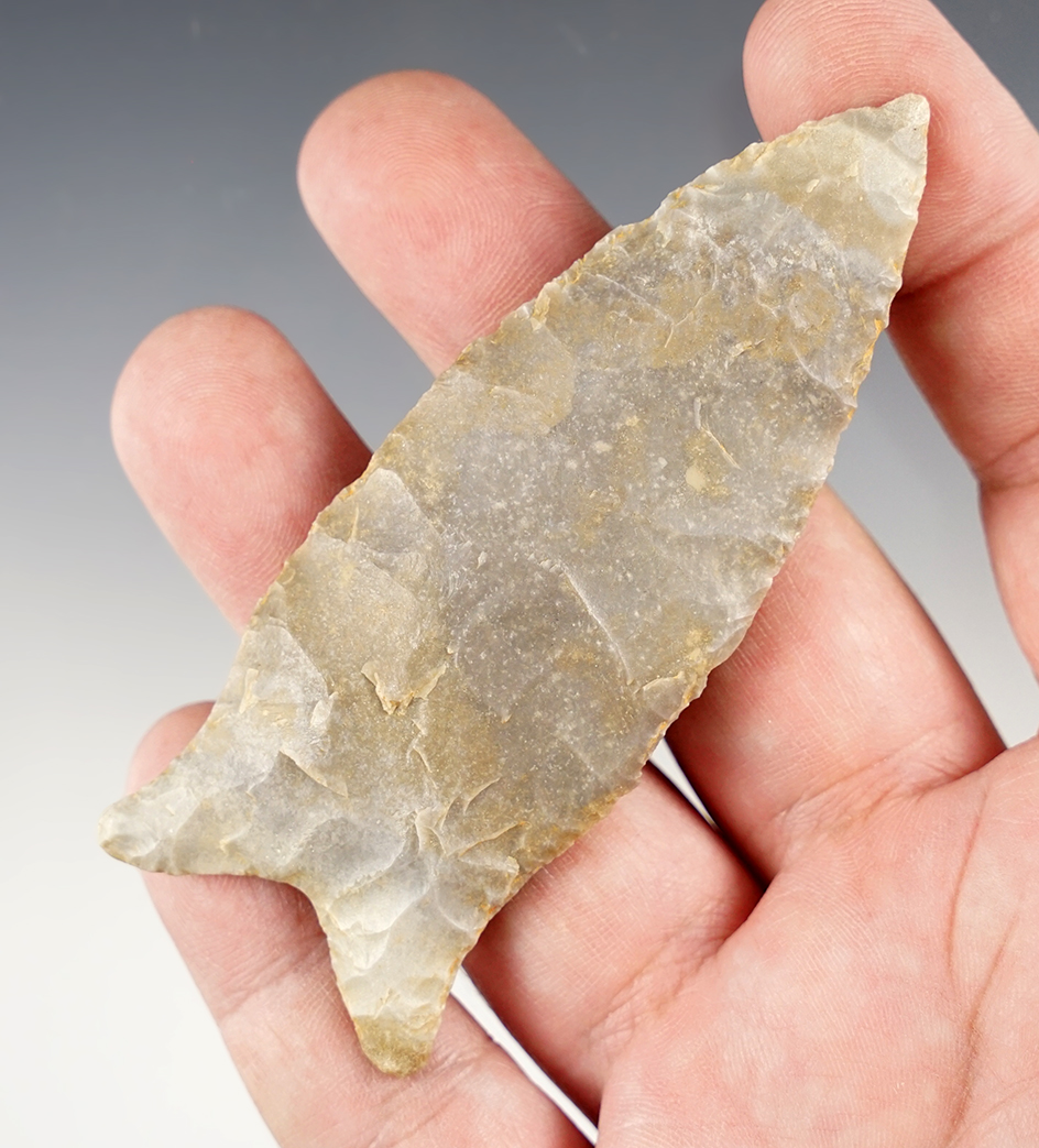 Exceptional 3 5/8" Dalton found in Missouri. Comes with a Stermer COA.