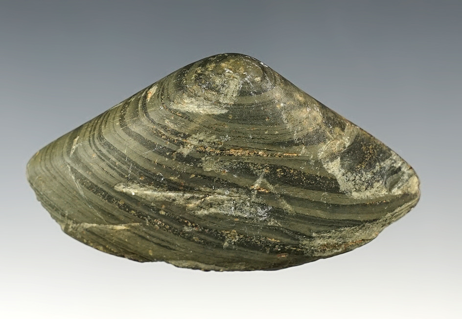 Undrilled 2 3/4" wide Ridged Gorget found in Jackson Township, Allen Co., Ohio. 