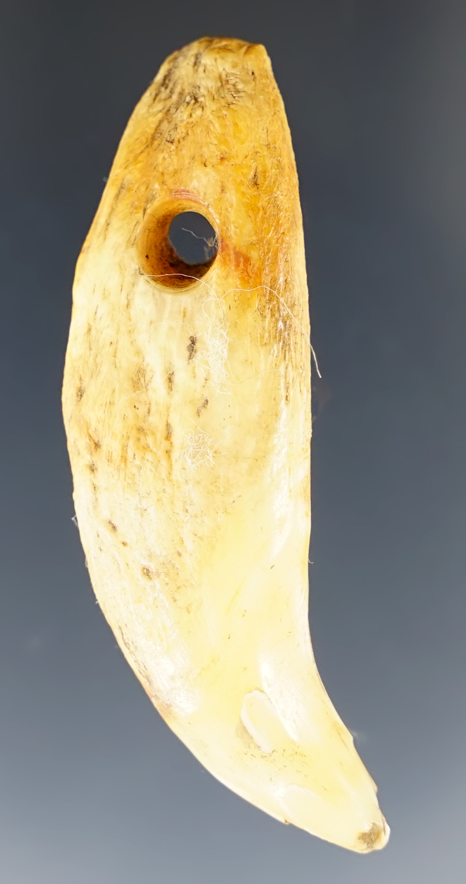 2 3/16" Anciently drilled Bear tooth found on a site in Kentucky.