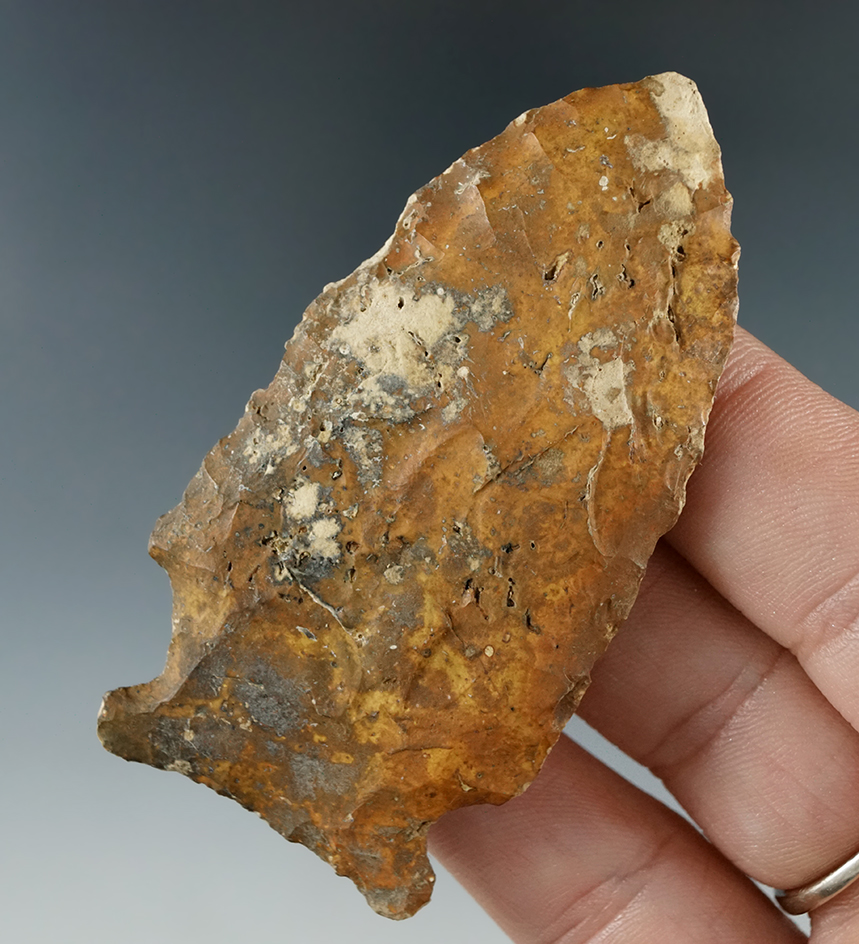 2 13/16" Florida Greenbrier found in Alachua Co., Florida near the Santa Fe River.