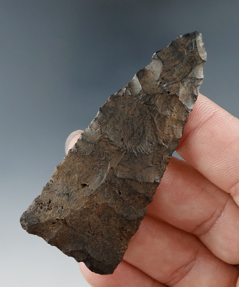 2 5/8" Dalton period Blade that is heavily patinated from an old North Florida collection.