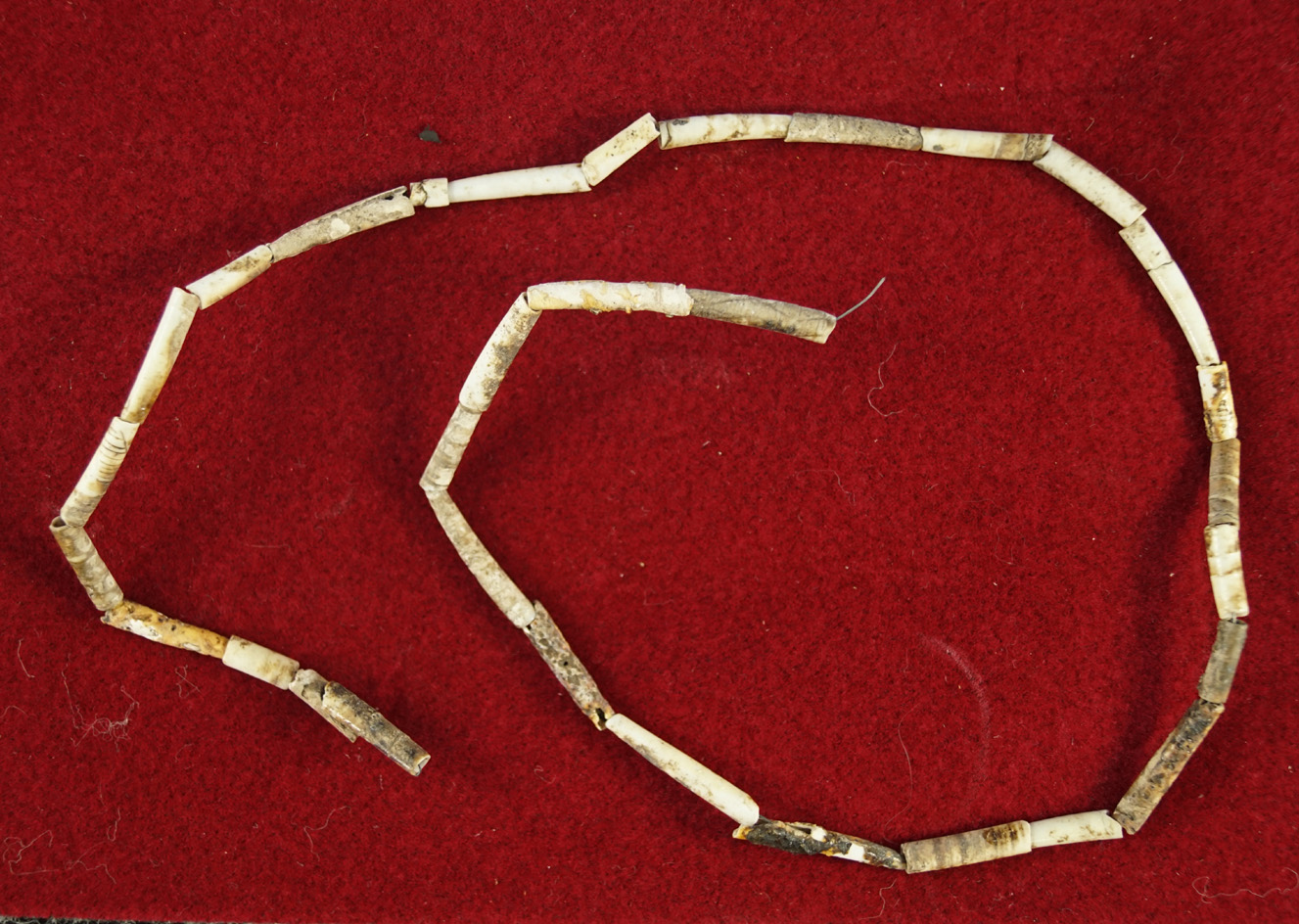 Nice strand of drilled Dentalia Beads found in 1961 on private land near Klamath Lake, Oregon.