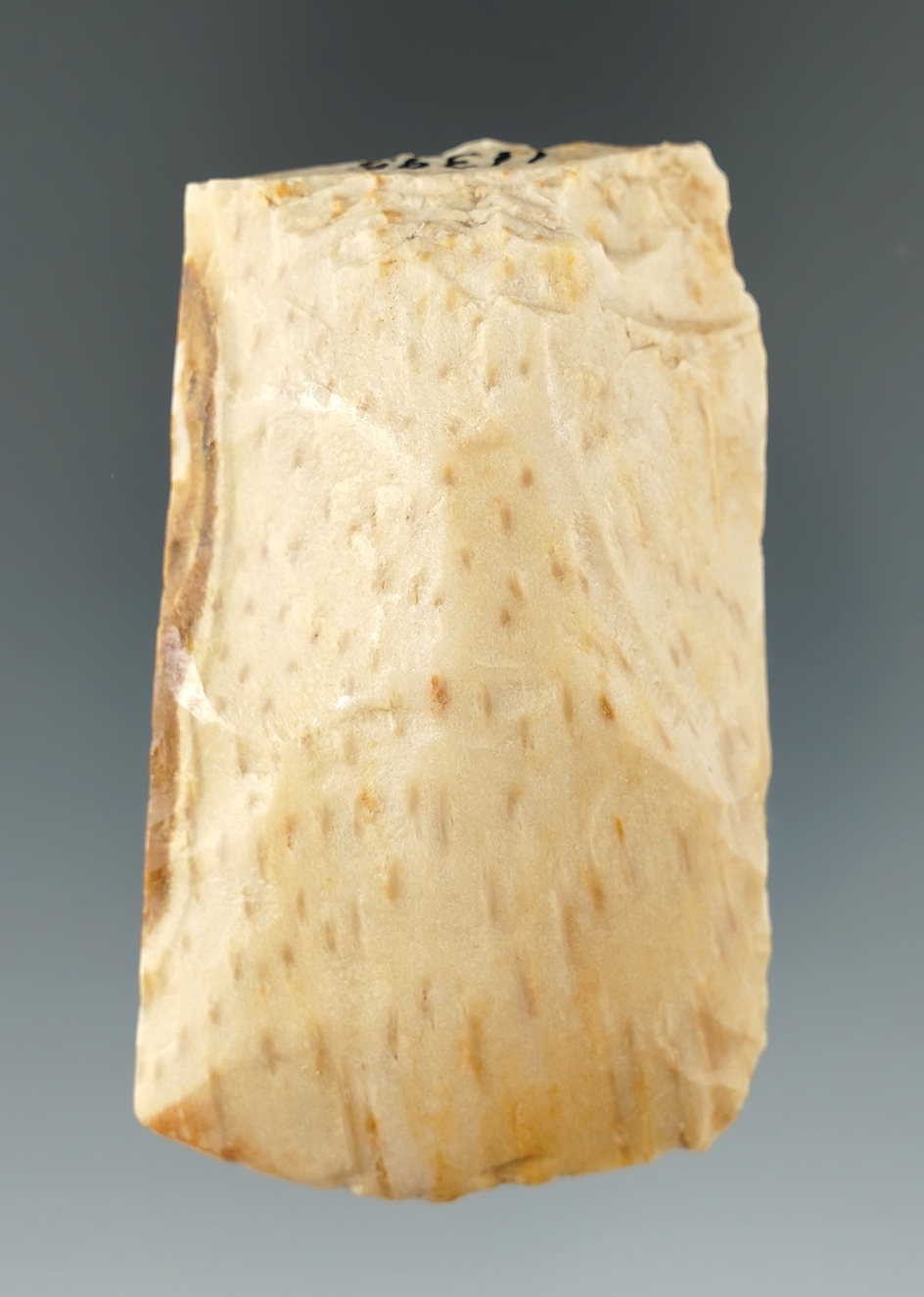 2 11/16" Petrified Palm Wood found near Catahoula Lake in La Salle Parish, Louisiana.