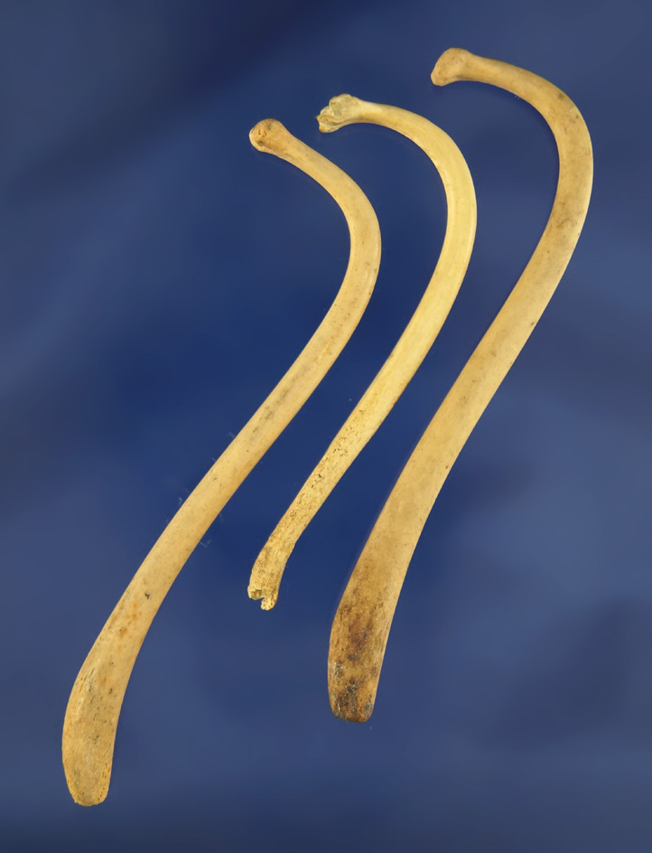 Set of three raccoon penis bones found on a site in Kentucky. Largest is 3 3/4".