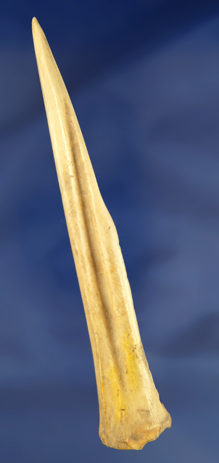 Large and impressive 6" Bone Awl with an excellent tip.