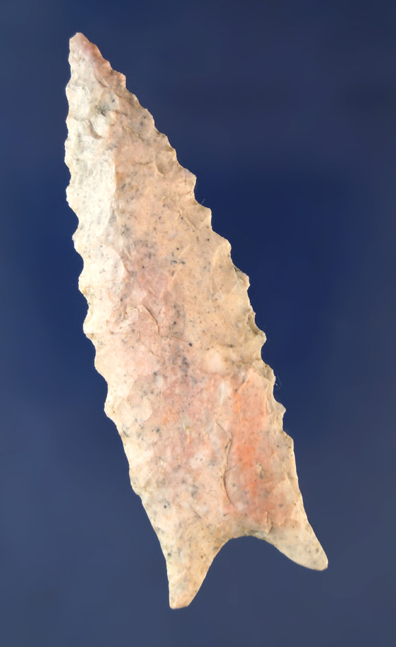 Very nice! 3" serrated Dalton found in Illinois.