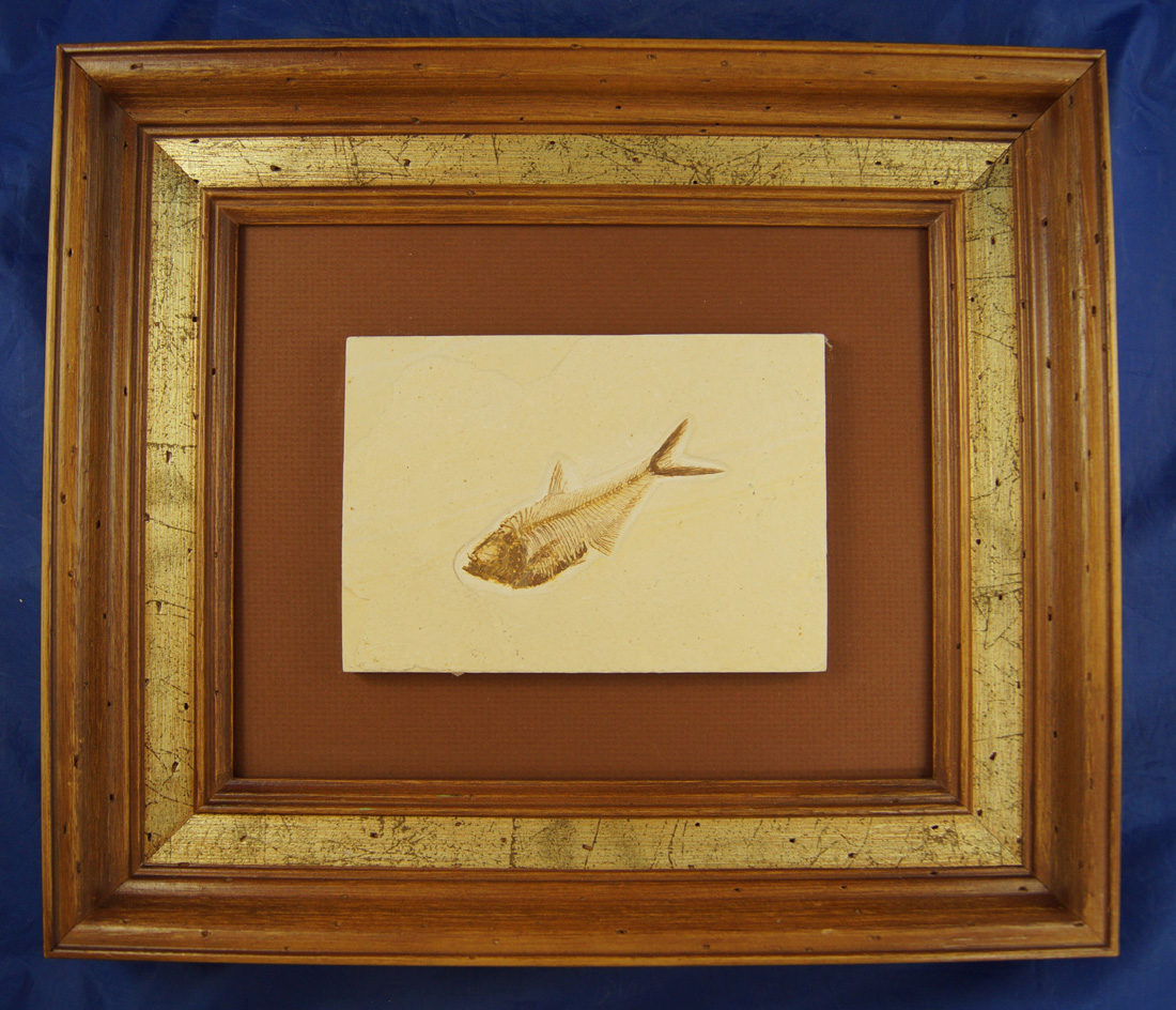 3 5/8" long Fossil Fish - Kemmerer, Wyoming site. Diplomystus sp.  Ecoene Epoch - 50 million years o