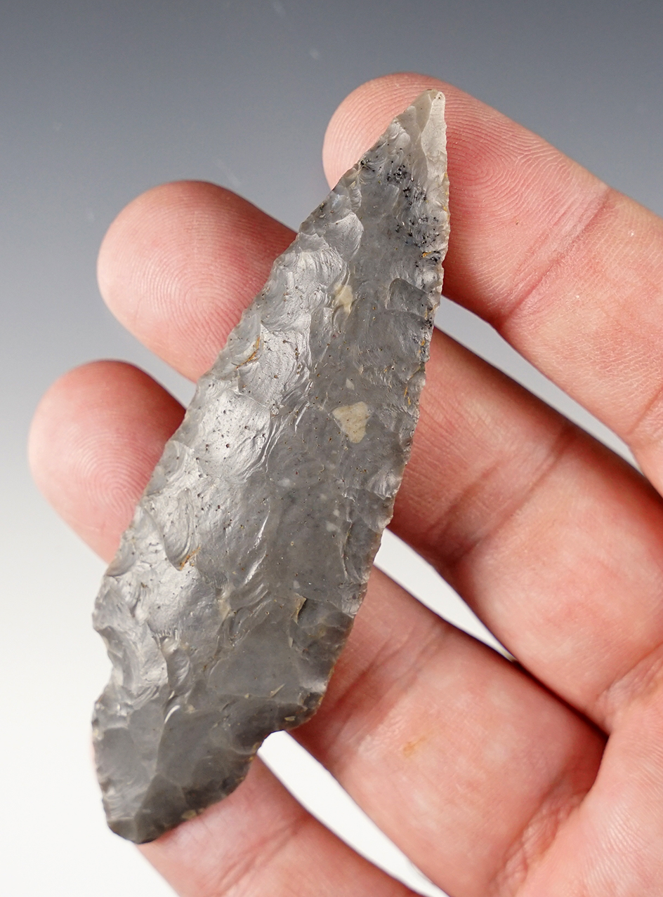 Nice 3 3/8" Turkeytail - Central Kentucky. Ex. Gene Lentz collection. Dickey COA.