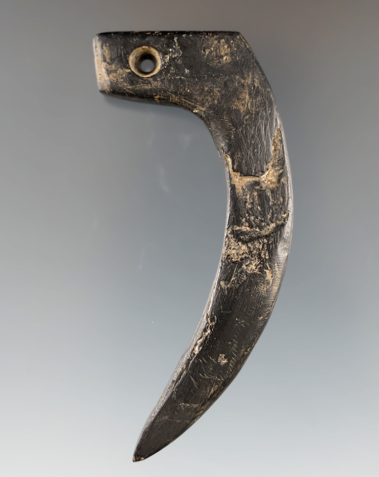 3 1/4" Drilled Cannel Coal Claw Effigy found by Phil Cummings at the Ferry Site, West Virginia.