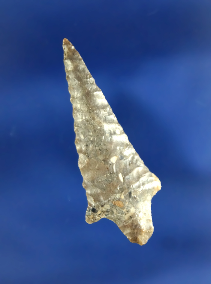 1 11/16" well flaked and nicely styled Rabbit Island found near the Columbia River, Washington.