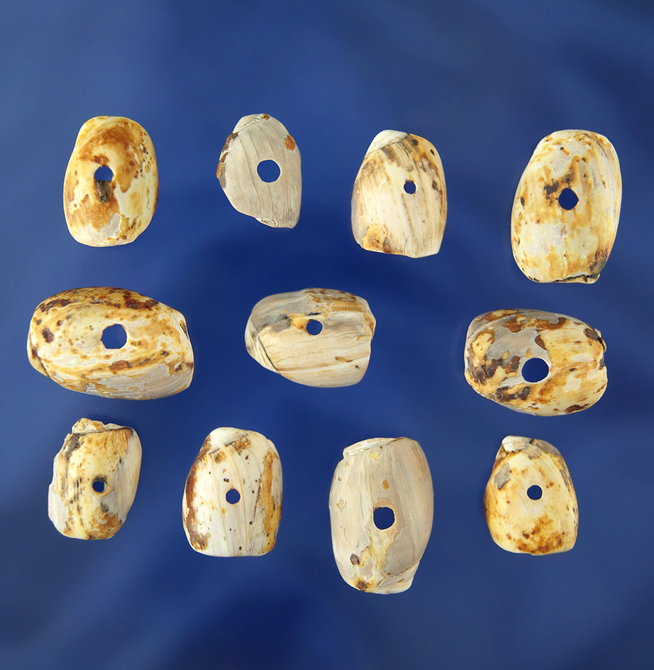 Set of nine drilled shell beads found in the site near the Columbia River, Washington.