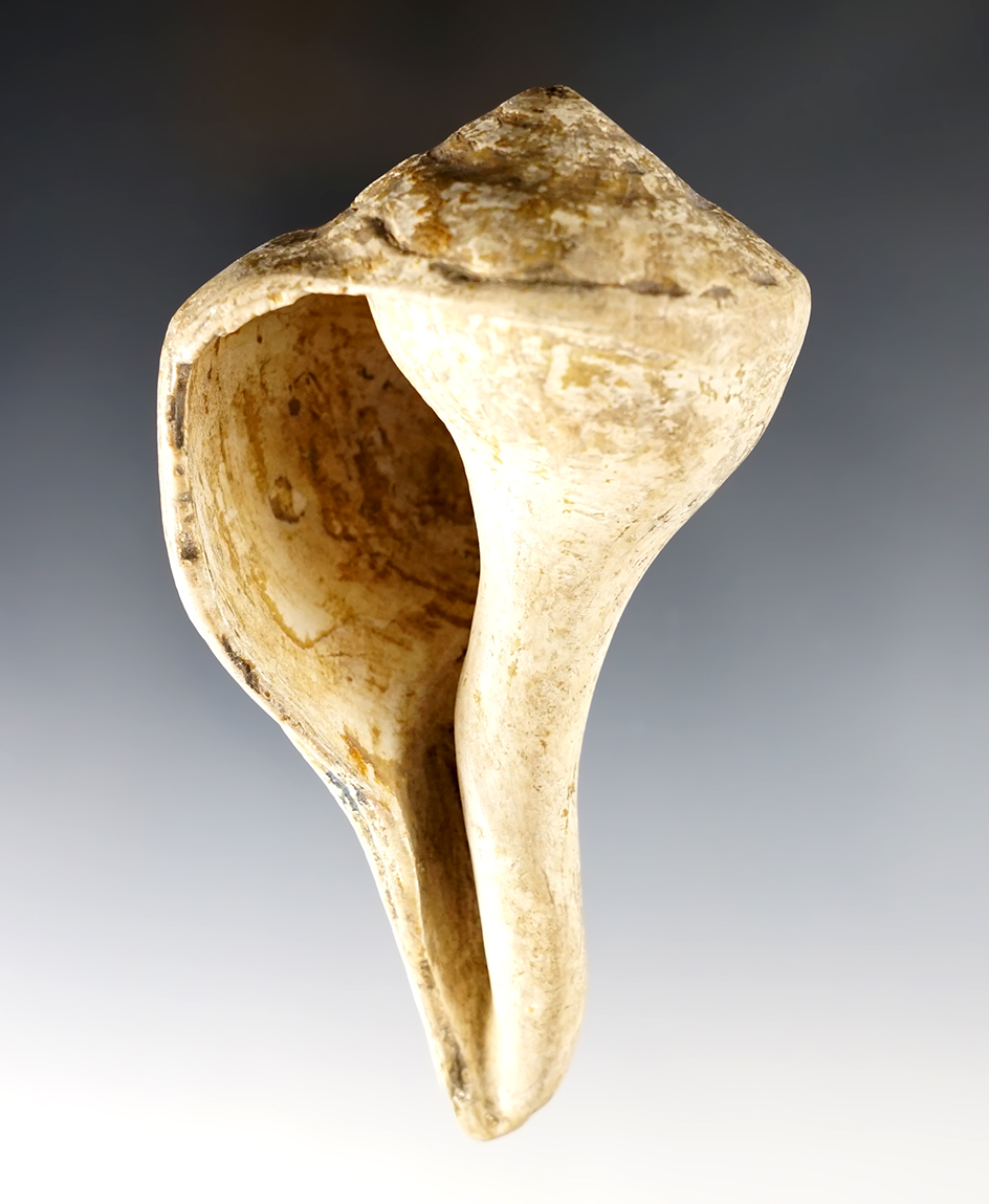 4 1/2" x 2 1/2" Conch Shell  found near the Dickson Mounds in Fulton Co., Illinois. Ex. Dickson. 
