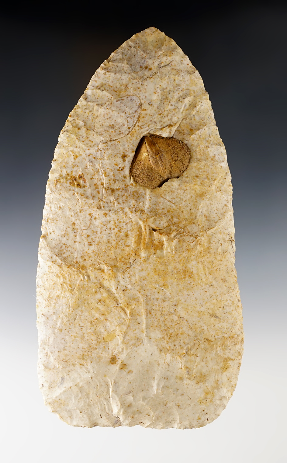 6 5/8" Knife with unique fossil inclusion. Found in Howard Co., Missouri. Ex. B.W. Stephens. 
