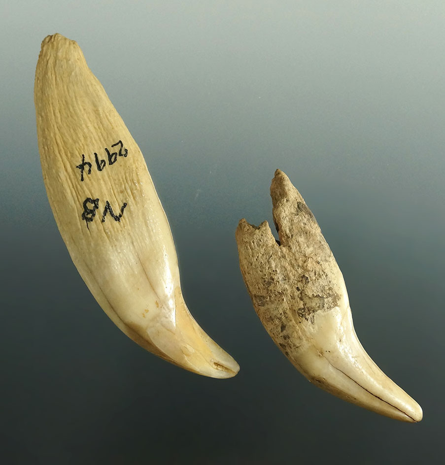 Pair of large Bear teeth, largest is 3 5/8" Ex. Stan Copeland, Norm Dunn, Jack Hooks collections.