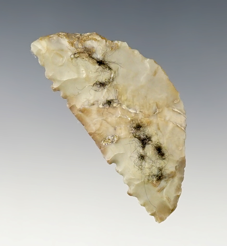 Unique! 2 1/4" Paleo Crescent Knife/Saw found near the Columbia River. Ex. Erspamer. 