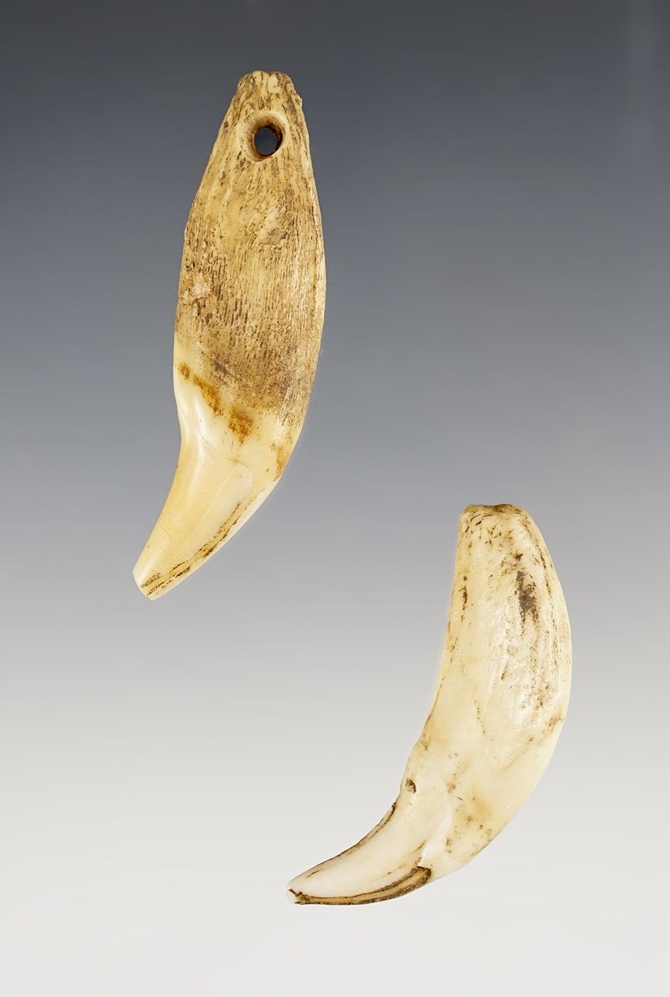 Pair of Bear Teeth. 1 is drilled. Found in Cayuga Co., New York. The largest is 2 7/16".