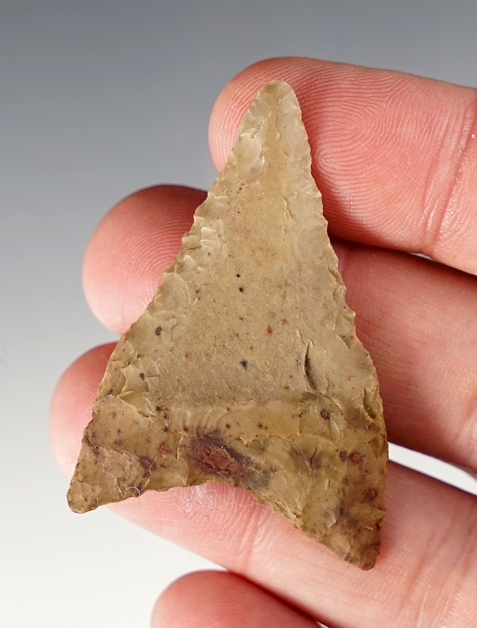 2 1/8" Columbia Mule Ear Knife made from petrified wood - Oregon. Ex. C.L. Pugh Museum.