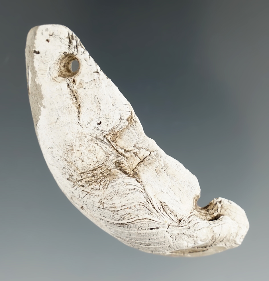 Rare for area & Pictured! 2 3/4" Marine shell gorget found by Harlan Olson on his farm in S. Dakota.