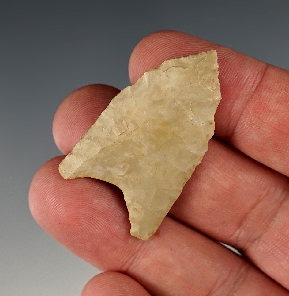 Rare! 1 5/8" Paleo Wheeler found in Limestone Co., Alabama.