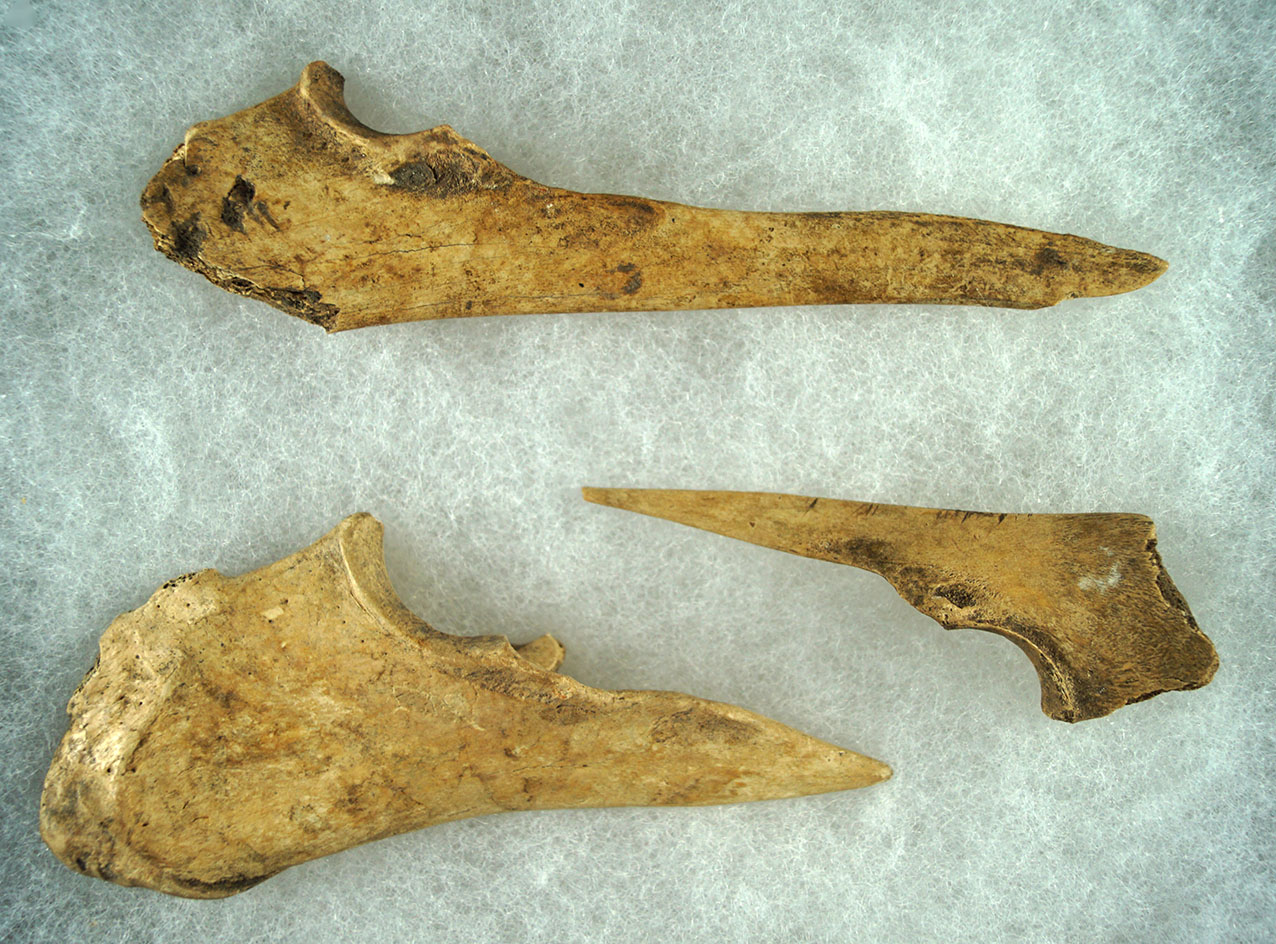 Set of 3 bone Trigger Awls found at the Riker Site by Lloyd Swinderman. Largest is 5 3/8".