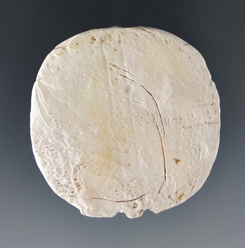 1 5/8" Dual Perforated Runtee made from Marine Shell. Great Gully Site, Cayuga Co., New York. 