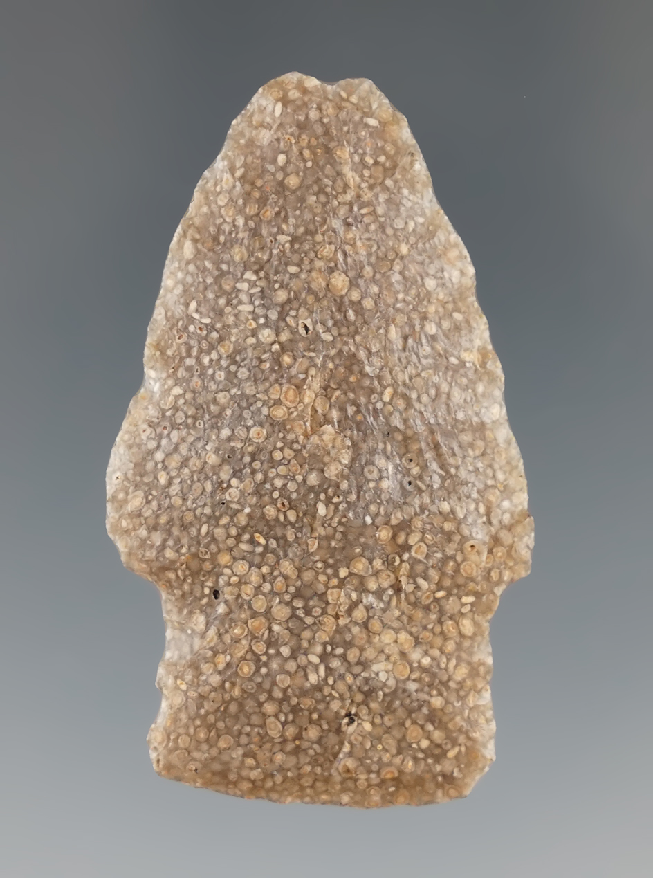 1 15/16" Scottsbluff made from attractive fossiliferous Flint found in northwest Nevada.