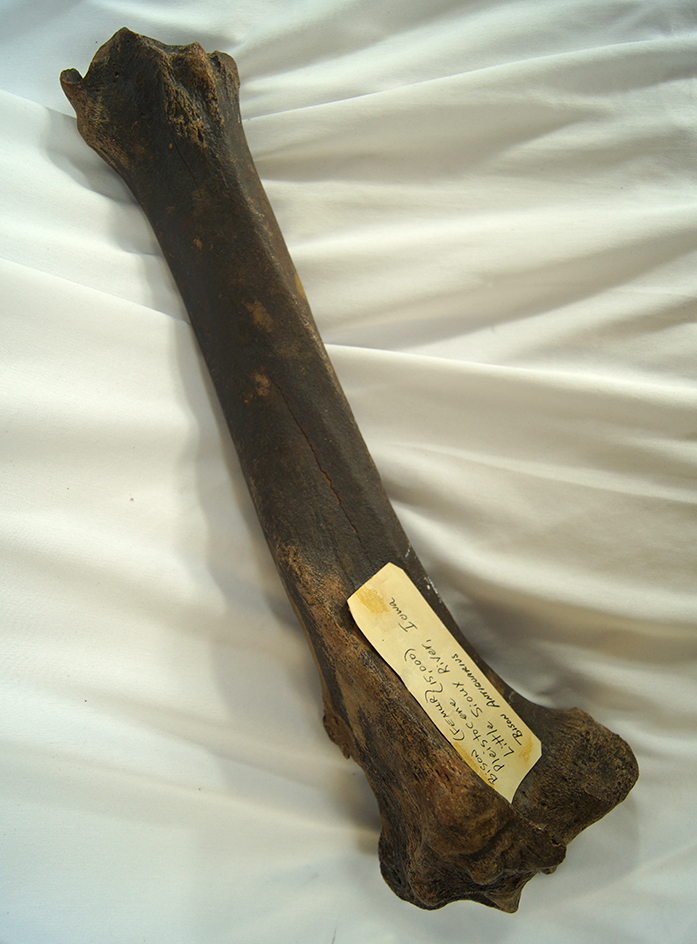 Pleistocene period Bison Antiquarius femur bone that is 16" long found in Little Souix River, IA.