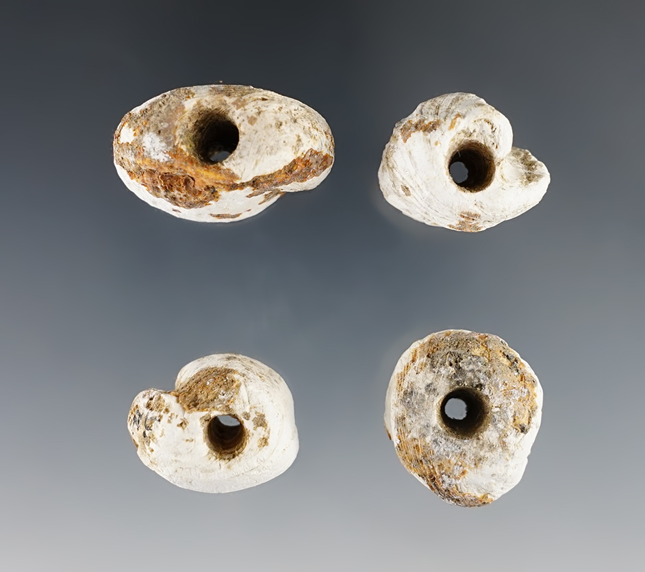 Set of four large Knobby Shell Beads found at the Great Gully Site in New York. Largest is 1 1/8".