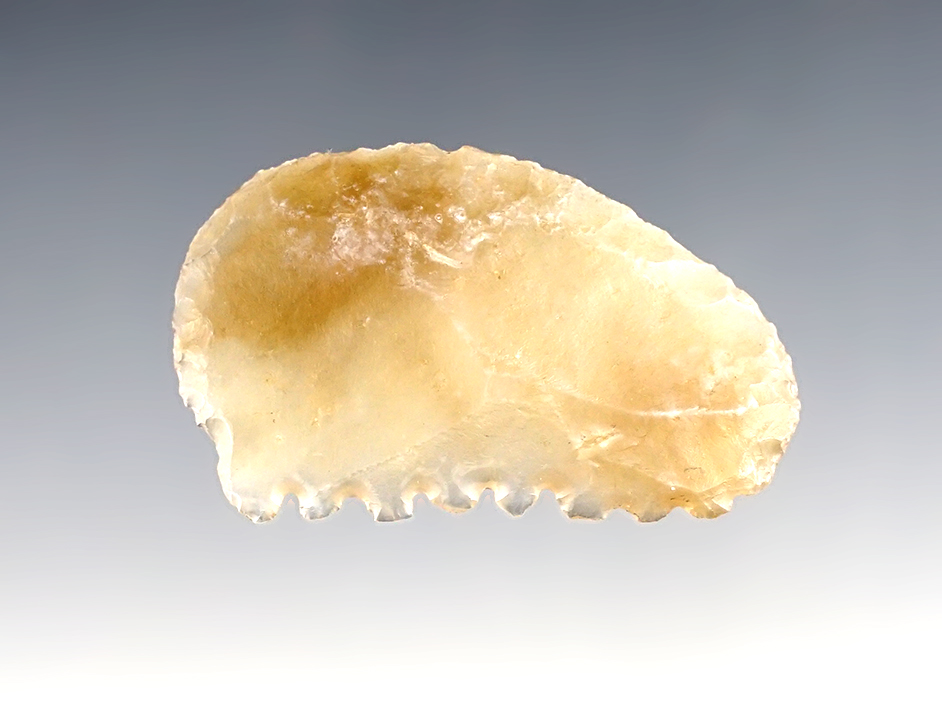 Rare! 1 15/16" beautiful translucent Agate saw with nice use wear to teeth. Found in Colorado.