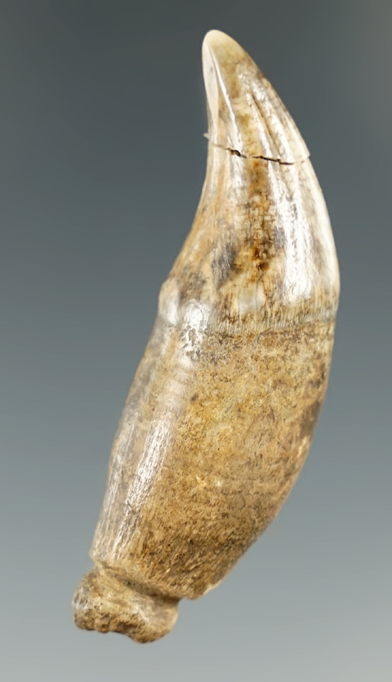 2 1/16" bear tooth Pendant found in Ohio - end of tooth is broken and glued.