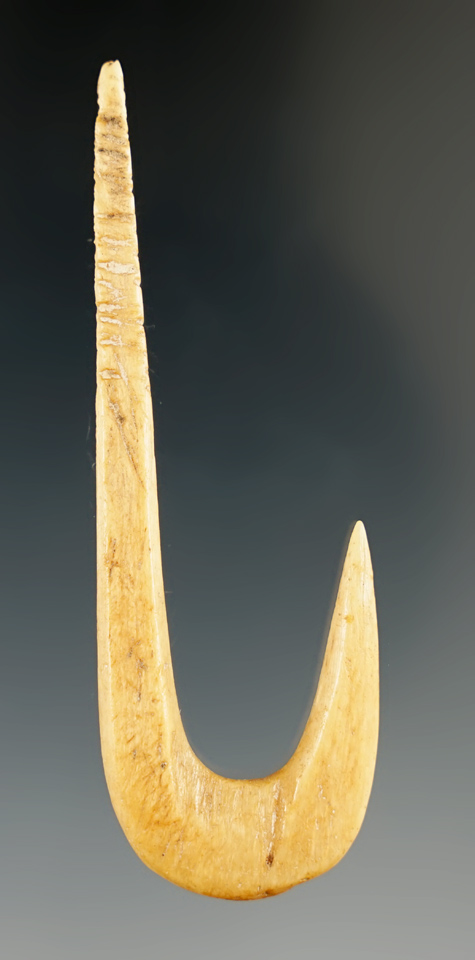 2 13/16" large bone fishhook found by Karl Schug in Winnebago Co., Wisconsin.  2 COAs.