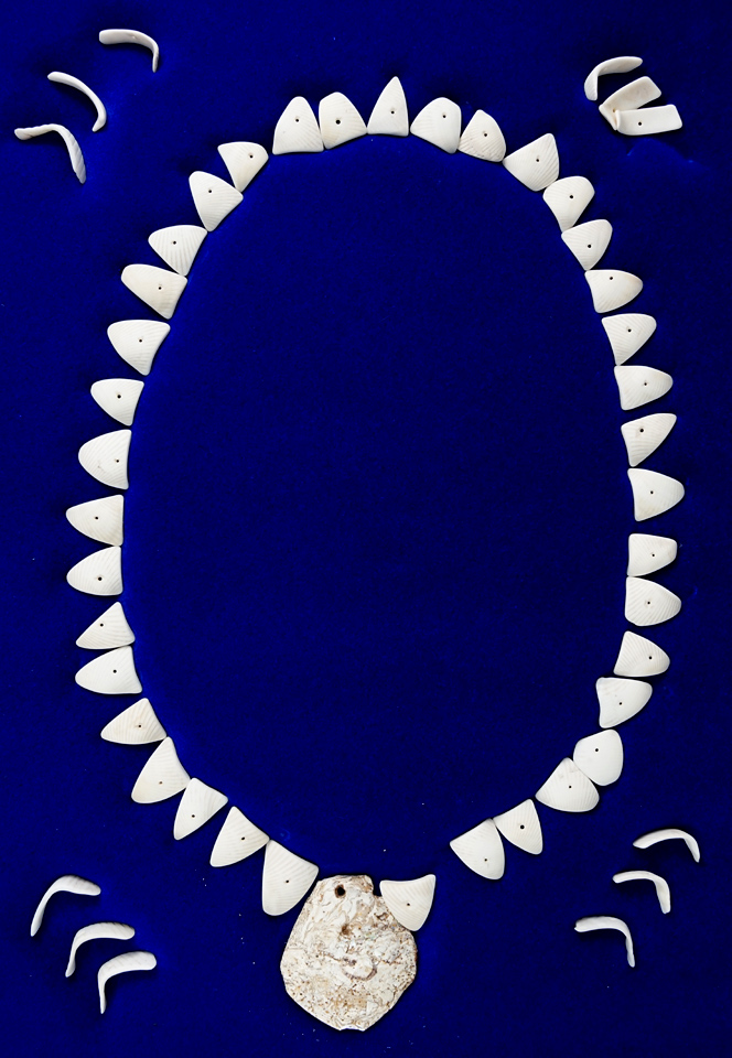 Beautiful display! Prehistoric Anasazi shell necklace from the Antler site,  Young, AZ. Circa 1250